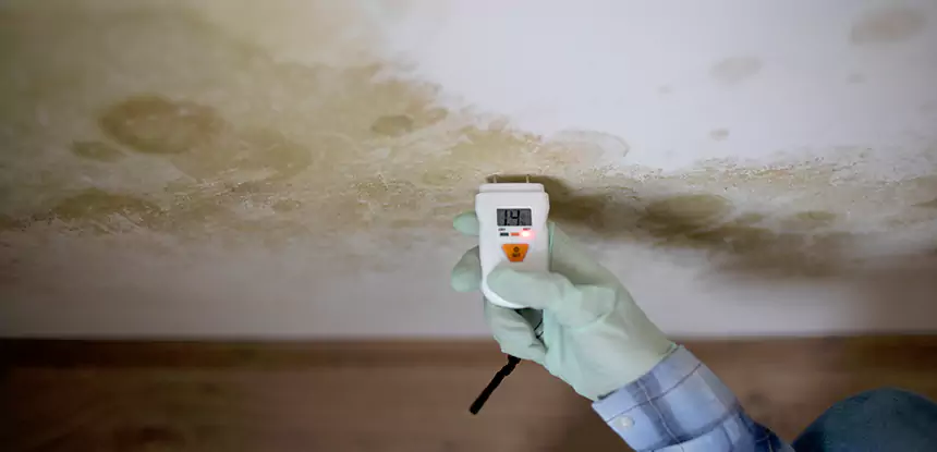 Emergency Mold Remediation in Decatur
